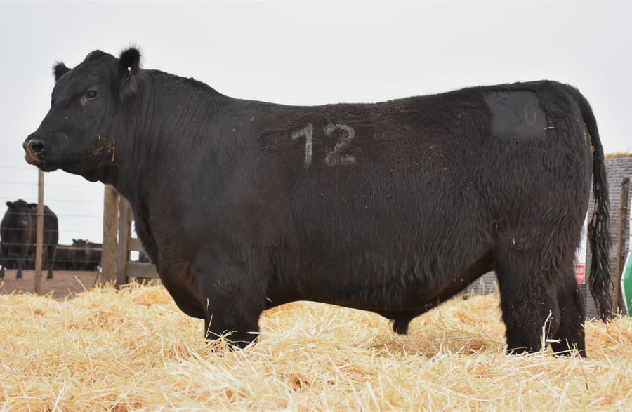 Lote TOROS PC