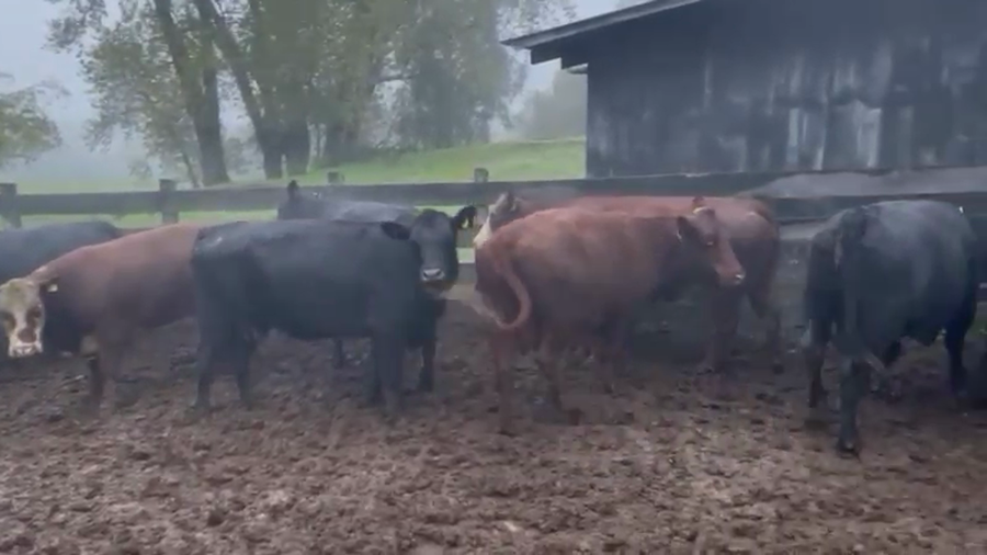 Lote 44 Vaca Gorda en Panguipulli, XIV Región Los Ríos