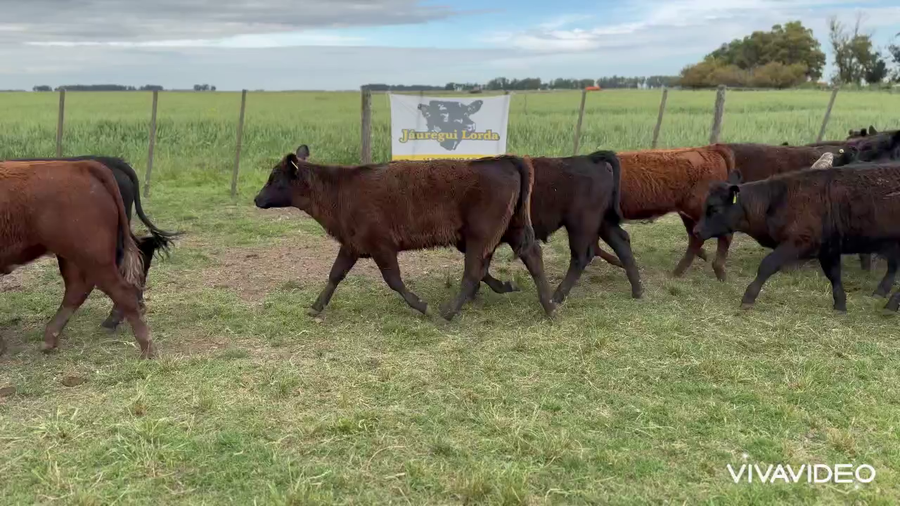 Lote 67 Terneros/as