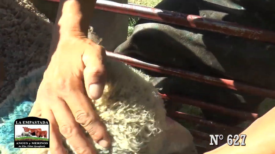 Lote CARNEROS MERINO AUSTRALIANO