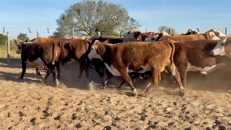 Lote 61 Vacas nuevas C/ gtia de preñez