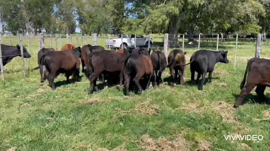 Lote 16 Terneros/as en Gral. Paz, Buenos Aires