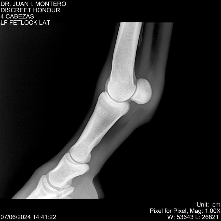 Lote DISCREET HONOUR