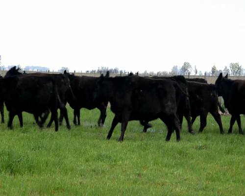 Lote 15 VAQ P/ ENTORAR DE 24 MESES NEGRAS Marca liquida , Genetica STA SERGIA