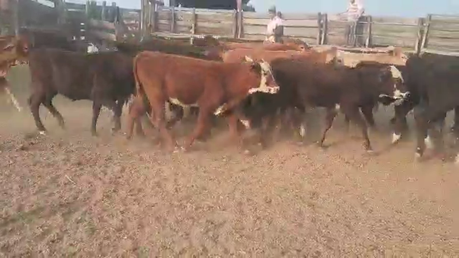 Lote 80 Terneros/as en Quimilí, Santiago del Estero