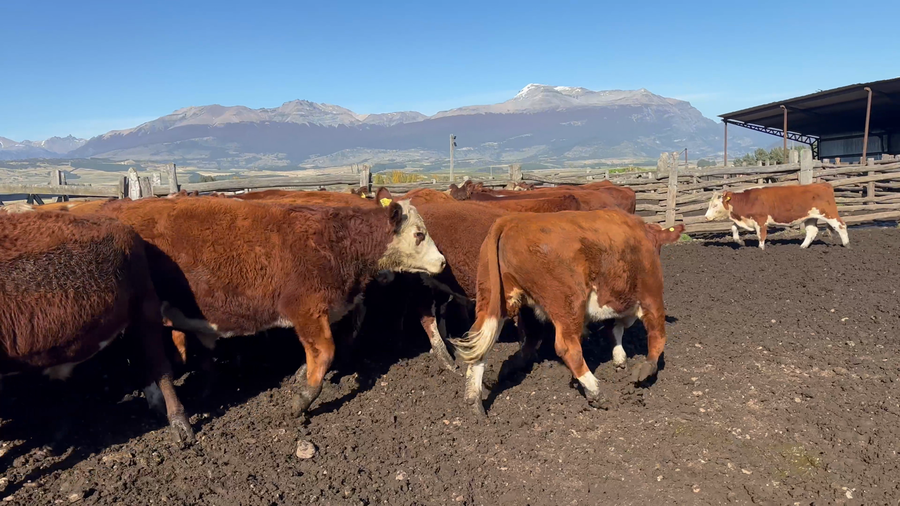 Lote 50 Novillo Engorda en Coyhaique, XI Región Aysén