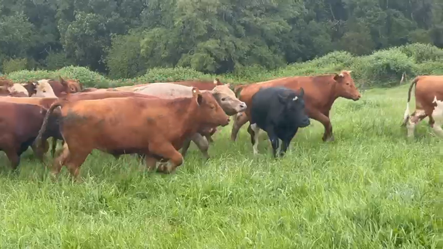 Lote 53 Novillo Engorda en Purranque, X Región Los Lagos