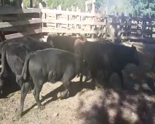 Lote 80 Ternero en Cunco, IX Región Araucanía