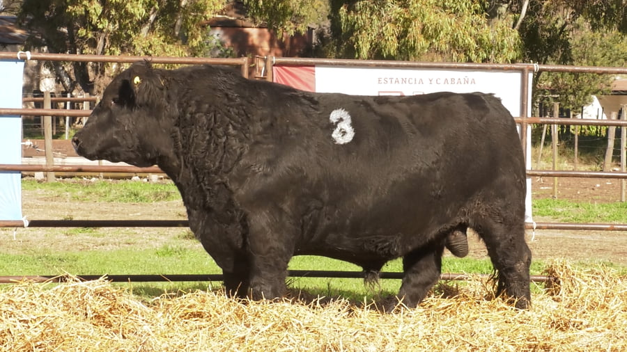 Lote TOROS ANGUS NEGROS PC