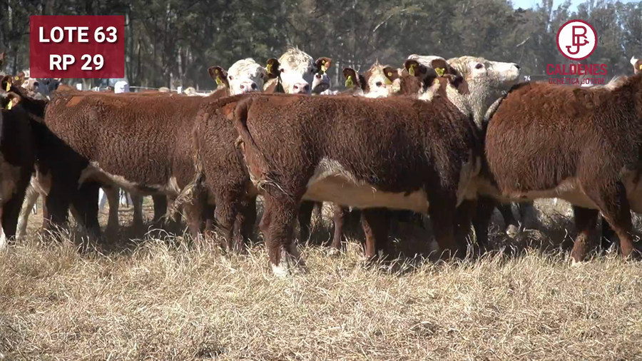 Lote VAQUILLONA PR PREÑADA PARICIÓN PRIMAVERA