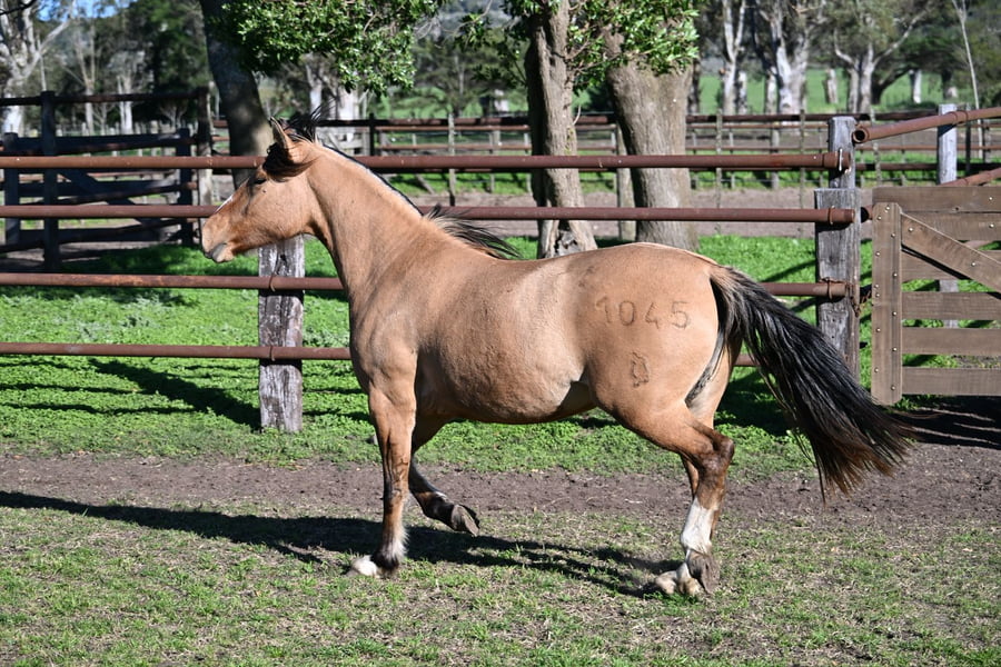 Lote RAIGUELEN ANGELA