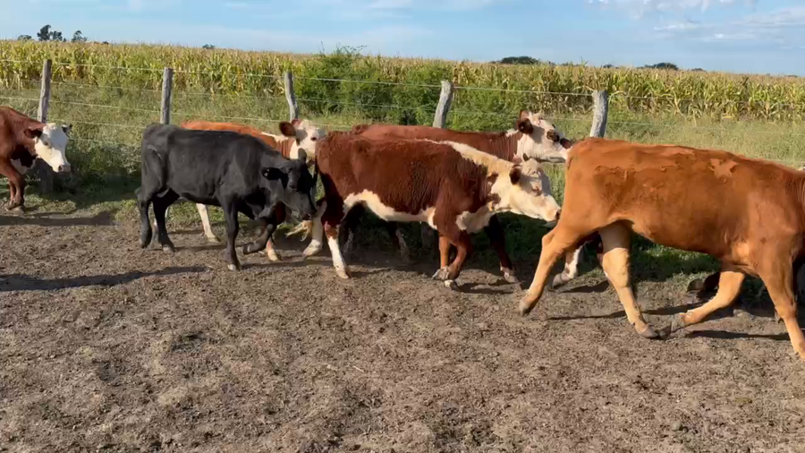 Lote 90 Terneras en Maciá, Entre Ríos