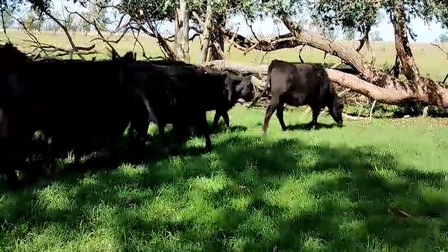 Lote 22 Vaquillonas en Olavarria