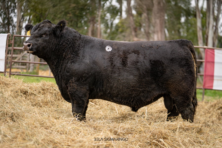 Lote TOROS ANGUS  PP