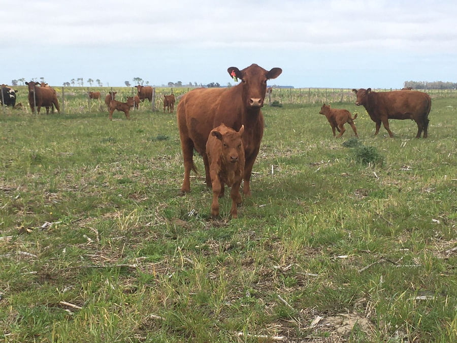 Lote 45 Vacas medio uso C/ cria