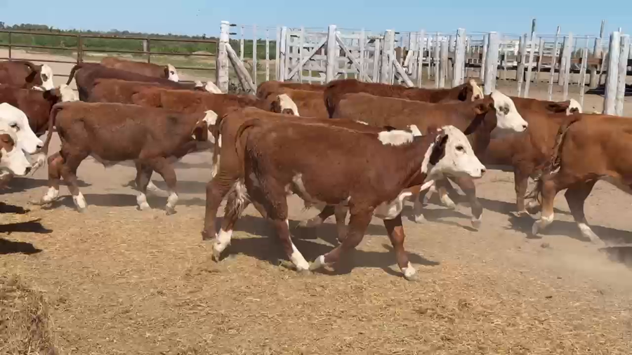 Lote 67 Terneros/as
