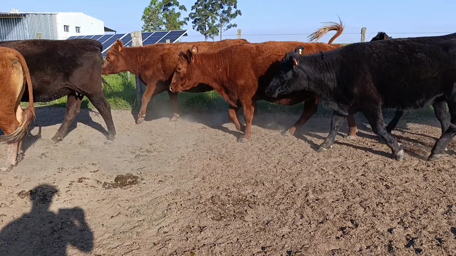 Lote 28 - Vientres preñados