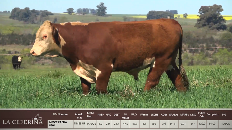 Lote MMCC FACHA 8804