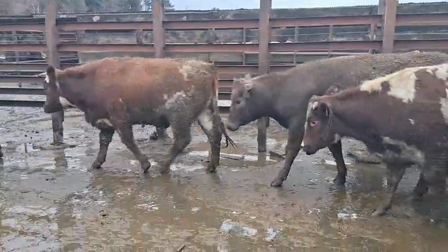 Lote 40 Vaquilla Gorda en Los Ángeles, VIII Región Biobío