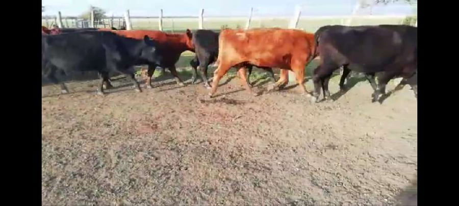 Lote 38 Vacas de invernar en Villaguay, Entre Ríos