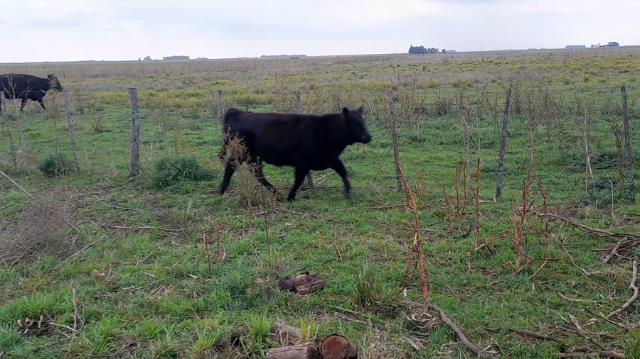 Lote 15 Terneros/as en Benito Juárez