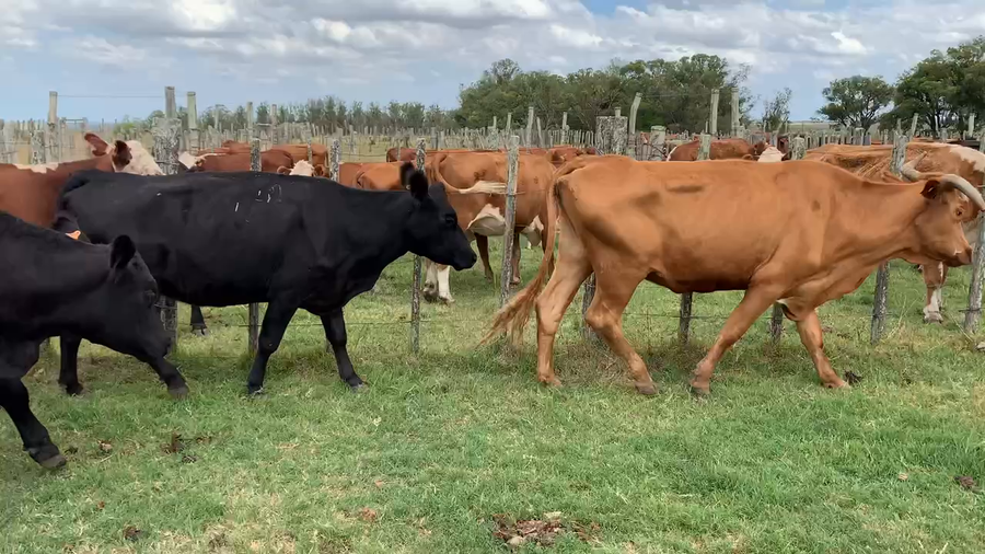 Lote 8 Vacas de Invernada en Tupambaé, Cerro Largo