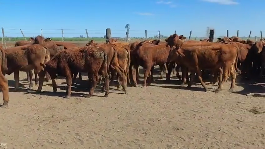 Lote 94 Terneras Brangus colorado en Bauer y Sigel, Santa Fe