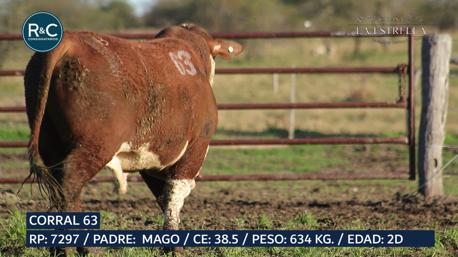Lote Toro Braford