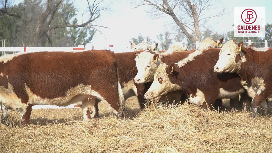 Lote 10 Vaquillonas preñadas