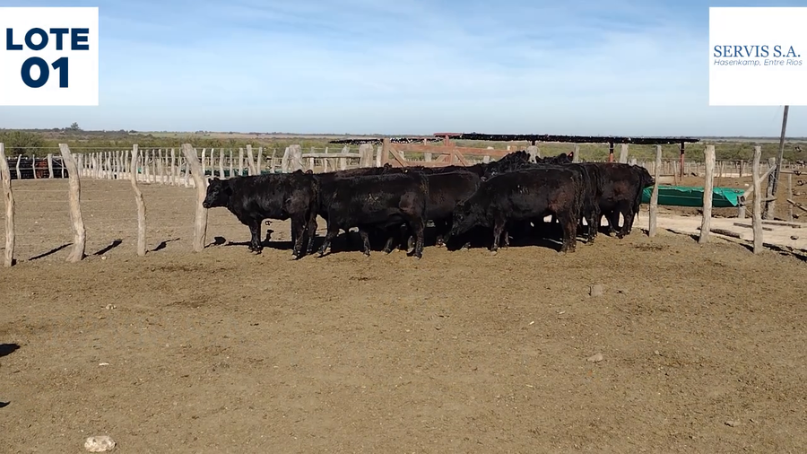 Lote Lote 1  - Servis SA: Vaquillas para entorar