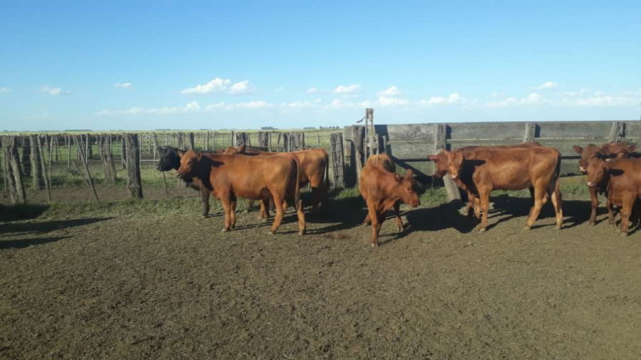 Lote 100 Terneras en arboledas, Buenos Aires