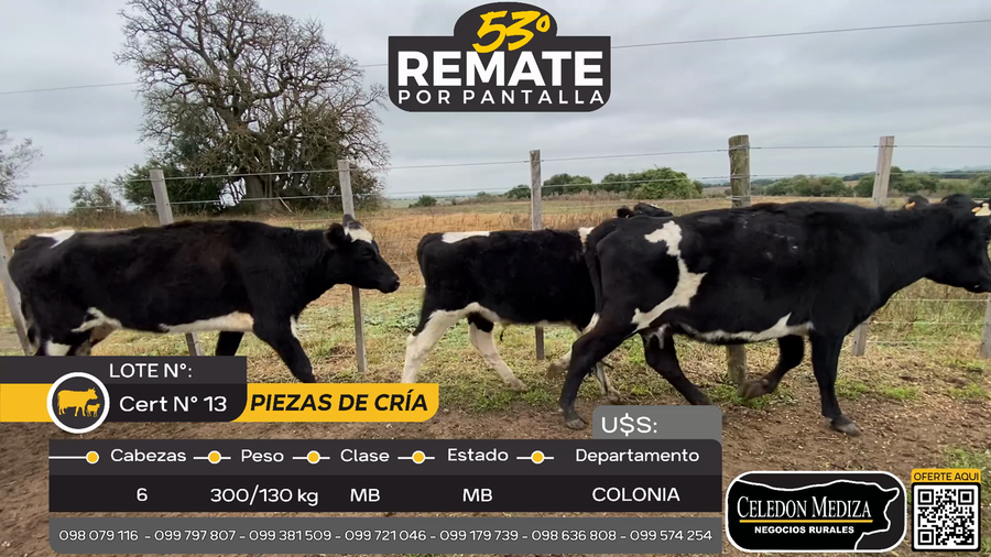 Lote 6 Piezas de cría en Otra Localidad, Colonia