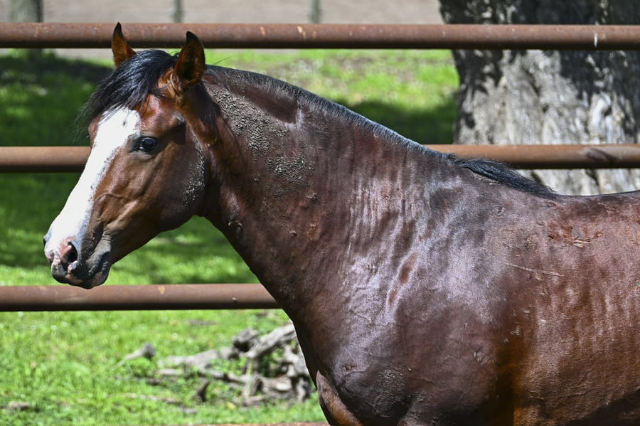 Lote LABRA RELICARIO