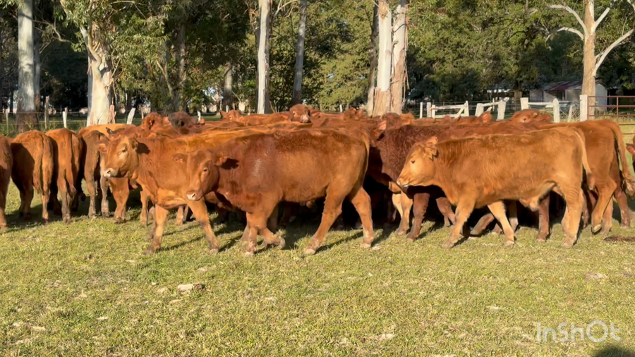 Lote 64 Terneros en Corrientes, Mercedes