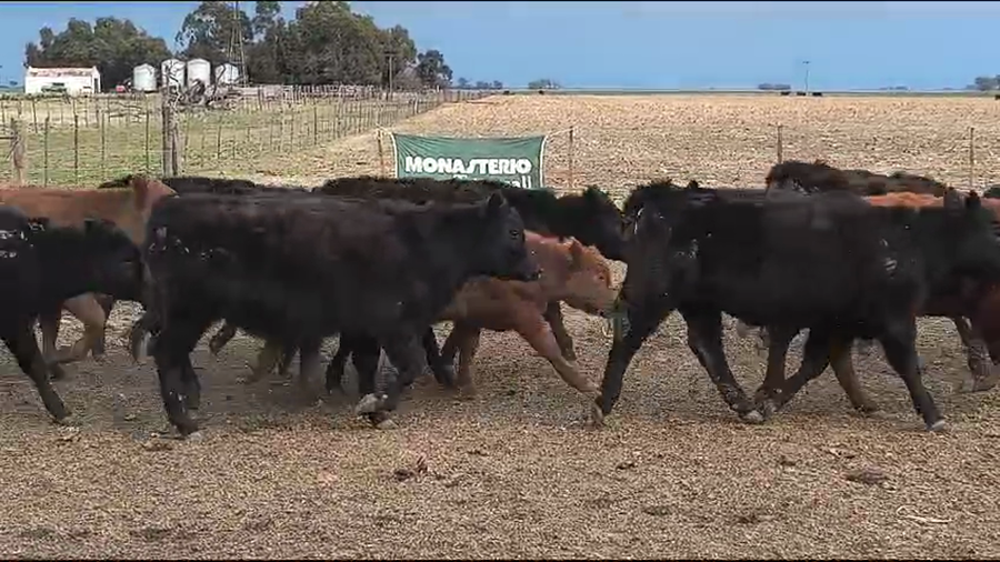Lote 43 Terneros/as en Coronel Suarez