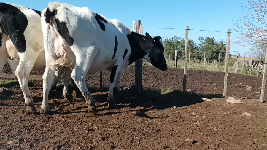 Lote 3 Vaquillonas preñadas en San José , San José
