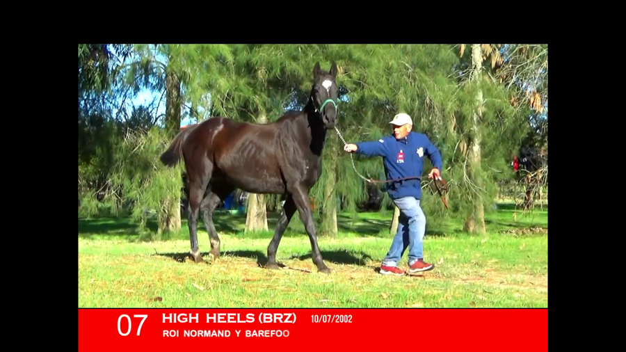 Lote HIGH HEELS (BRZ)