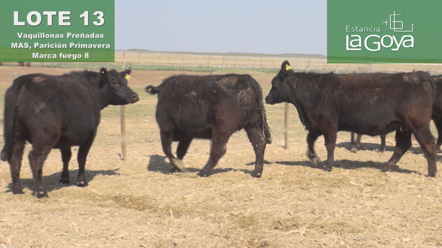 Lote VAQUILLONAS PREÑADAS MAS PARICIÓN PRIMAVERA