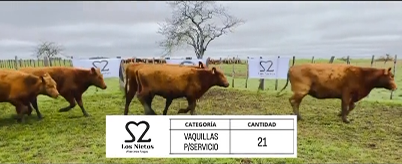 Lote VAQUILLAS PARA SERVICIO ABERDEEN ANGUS "LOS NIETOS"