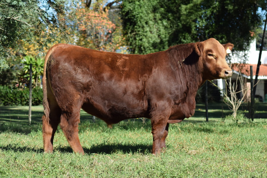 Lote Toro RP 553 PROLIJO