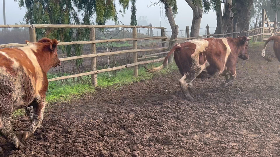 Lote 40 Novillo Gordo en Melipilla, Región Metropolitana