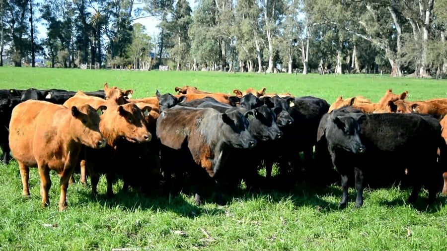 Lote Vaca Mas medio diente pariendo