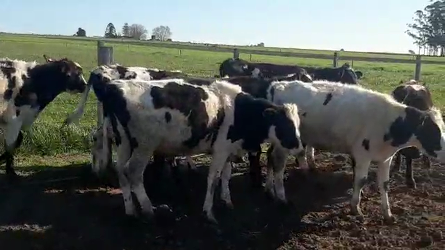 Lote 9 Novillos HOLANDO a remate en PANTALLA CAMY - SAN JOSE  1500 VACUNOS 290kg - , San José