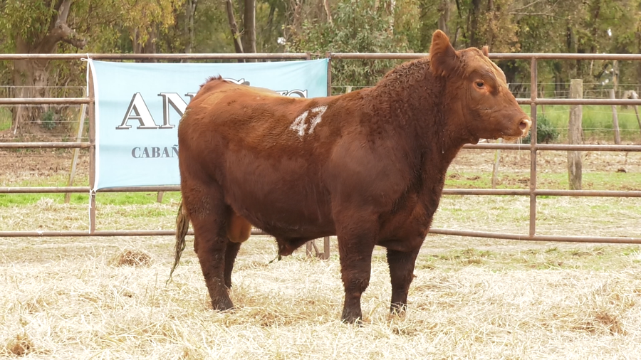Lote TOROS ANGUS COLORADOS  PC