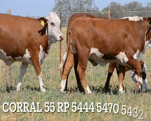 Lote CORRAL 55- CABAÑA LAS MERCEDES