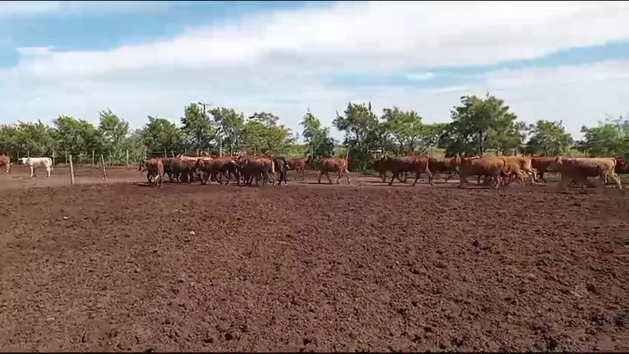 Lote 50 Novillitos y vaquillonas Braford y sus cruzas en Cululú, Santa Fe