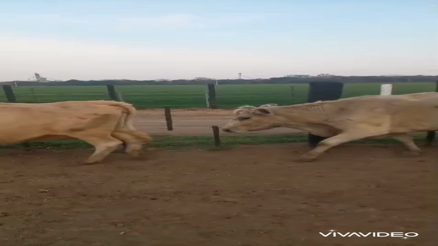 Lote 8 Vacas medio uso C/ gtia de preñez en Armstrong, Santa Fe
