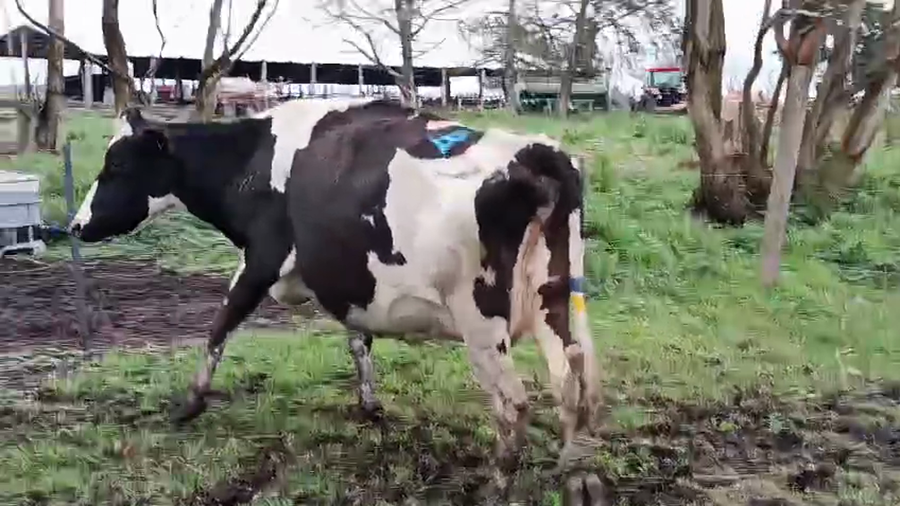 Lote 3 Vaca a remate en Pantalla Camy 550kg - , San José