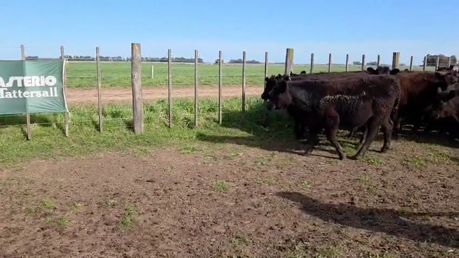 Lote 52 Novillitos en Tres Arroyos