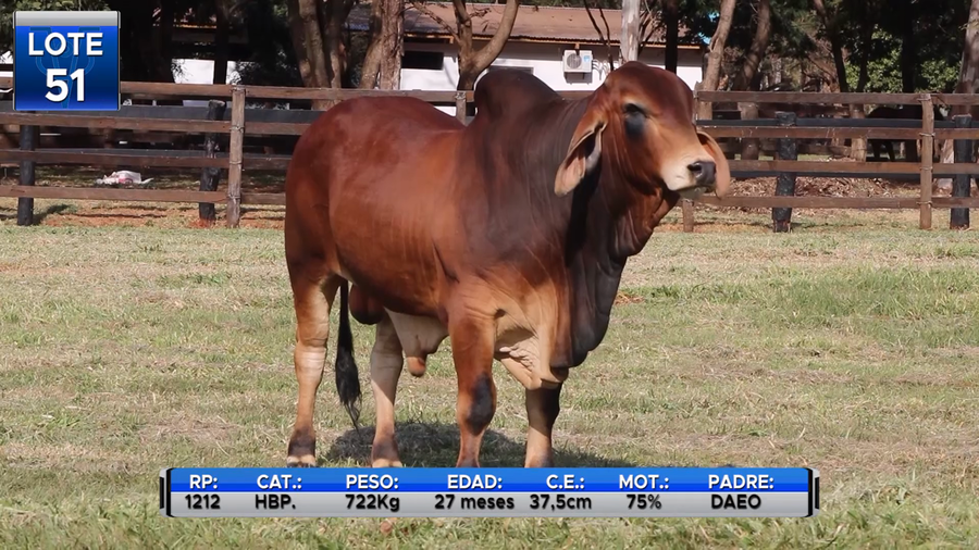 Lote TOROS BRAHMAN  -LOTE 51